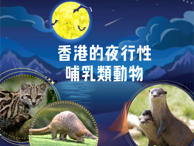 閲讀理解：香港的夜行性哺乳類動物（高級）